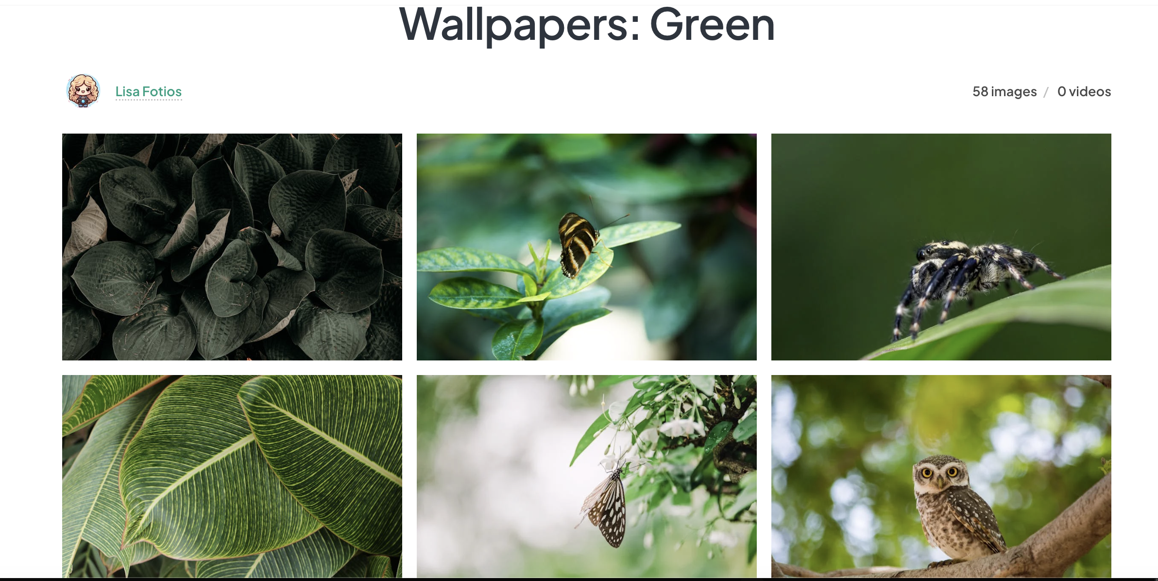 Green plant wallpapers