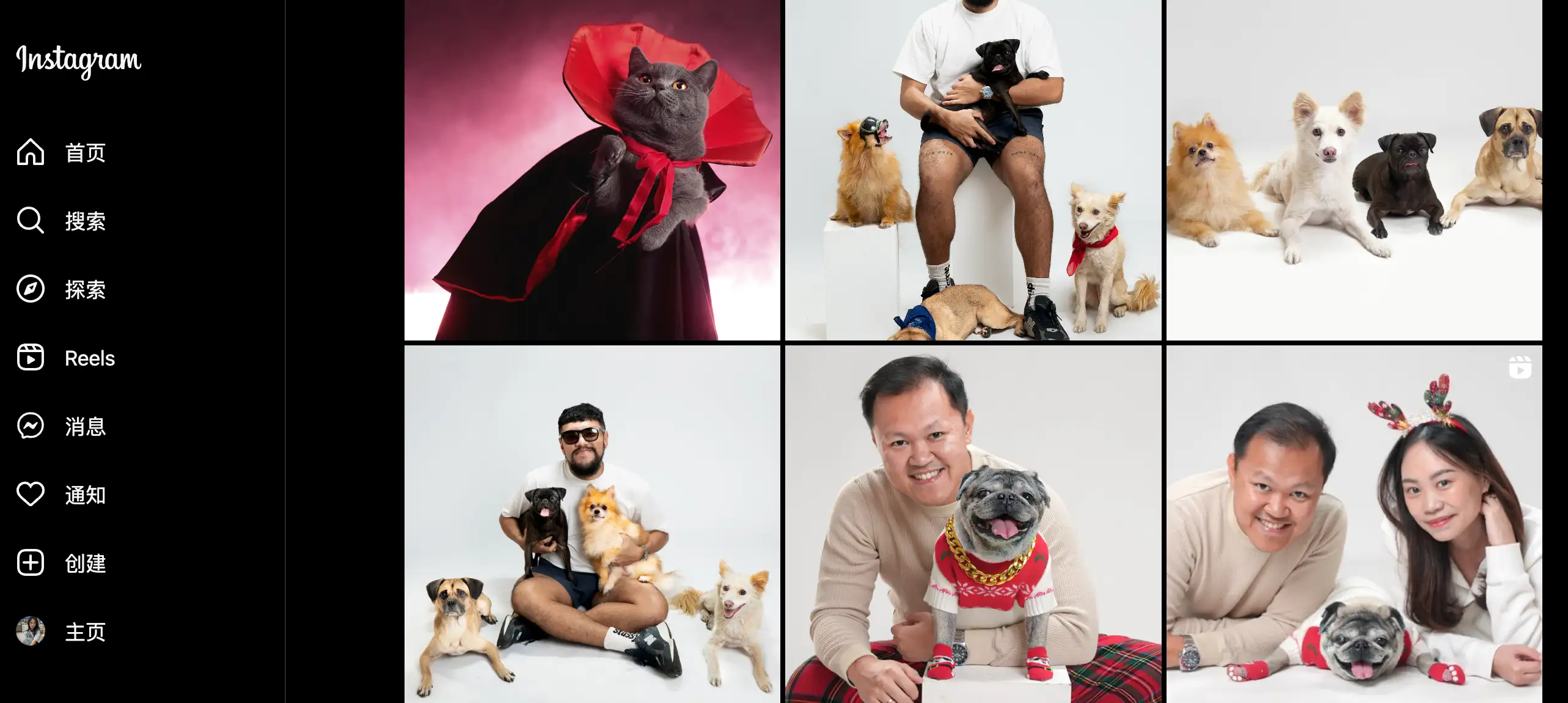 Pet Photography in Instagram