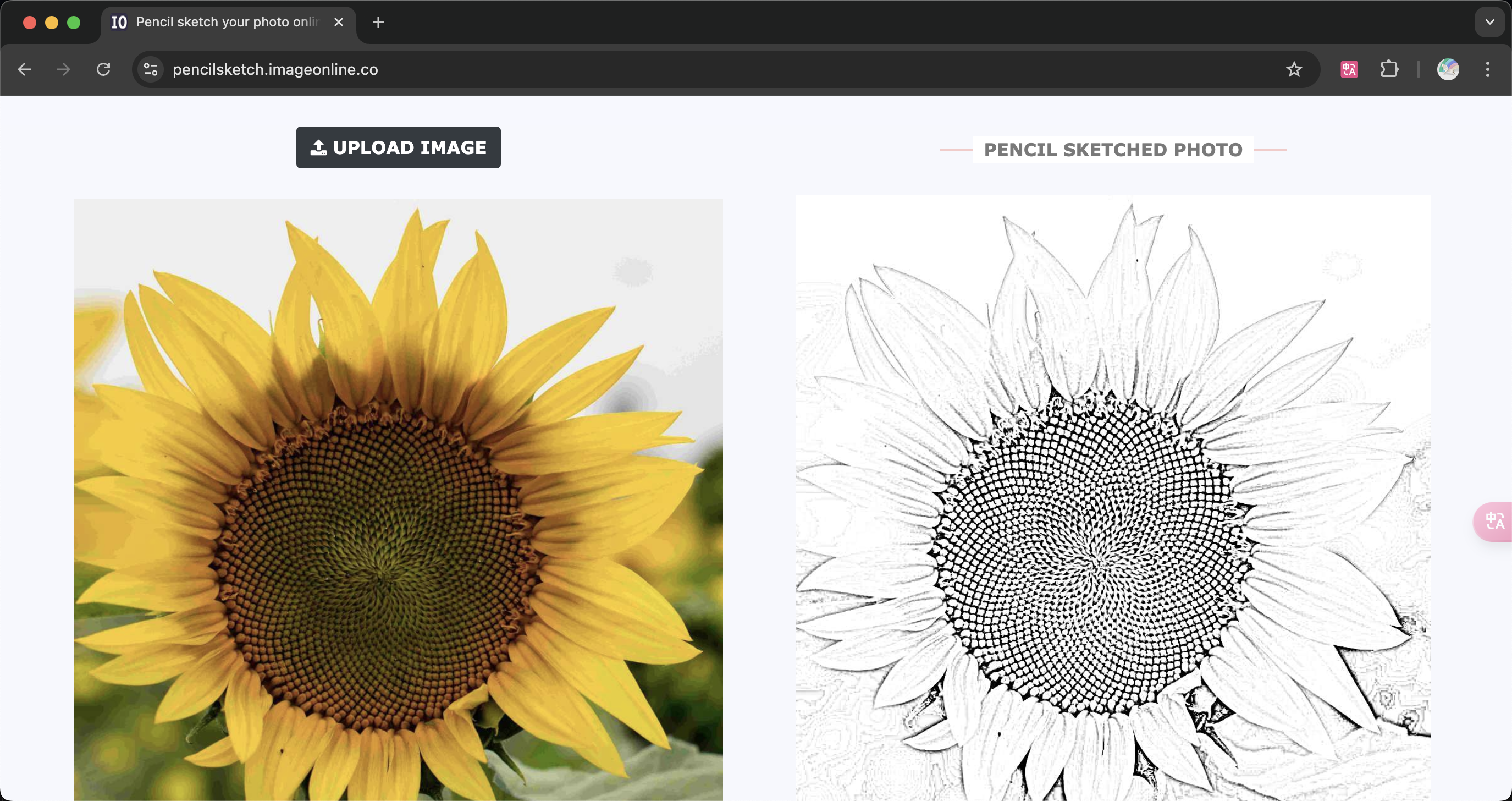 Sunflowers drawn with the pencil tool of image online